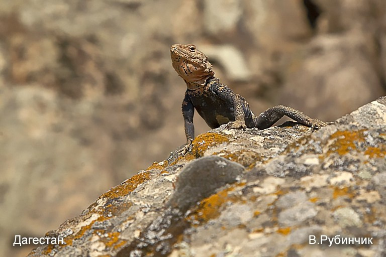 Выставка «Природа России». Фотообъединение Самарского областного отделения Союза журналистов России