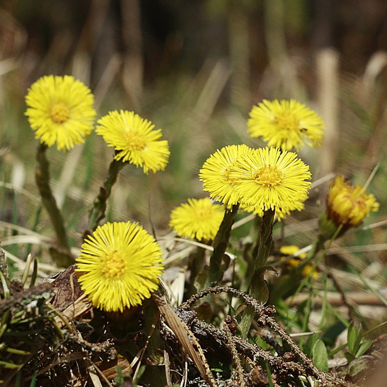 Травы. Природа севера