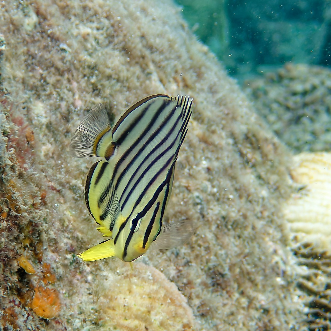 Мне посмотреть. Рыбов показываю