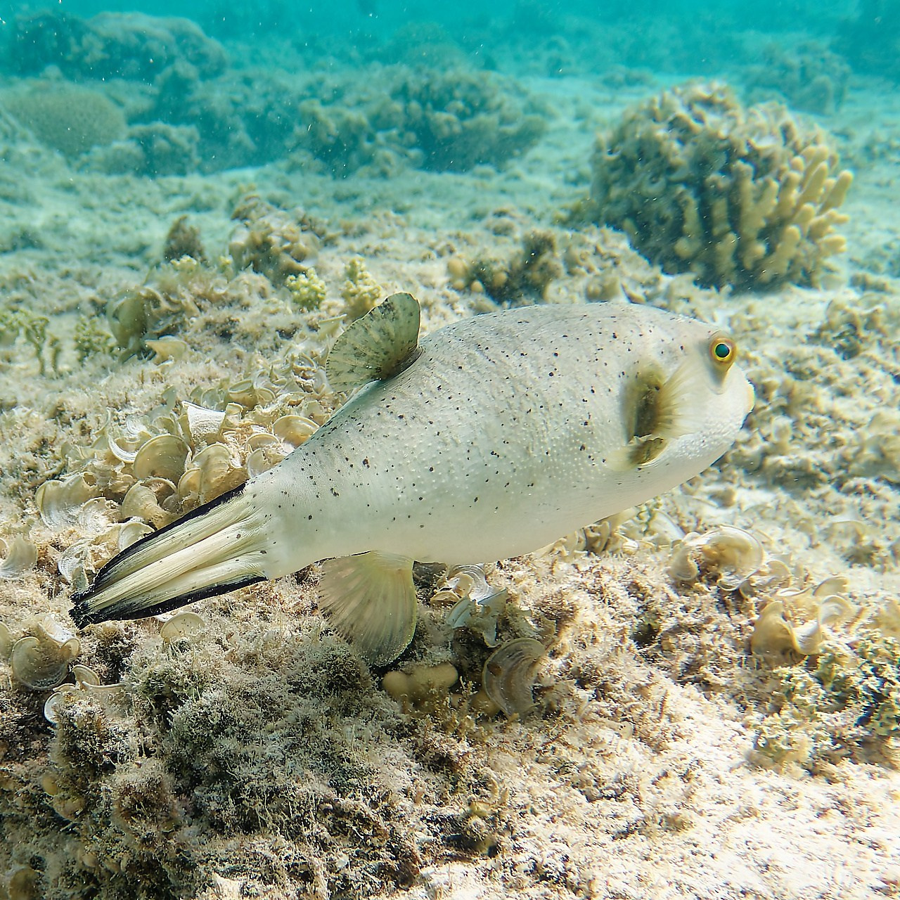 Мне посмотреть. Рыбов показываю