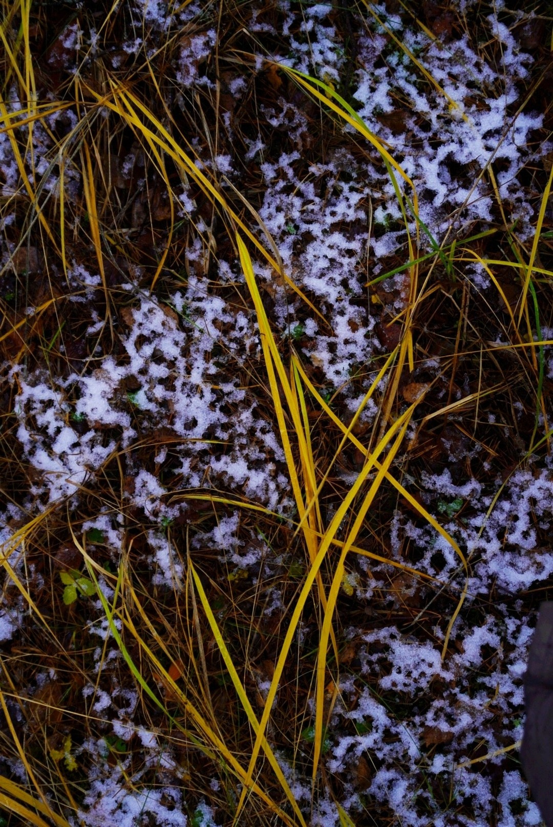 Зимние травы. Предметная фотография. Москва
