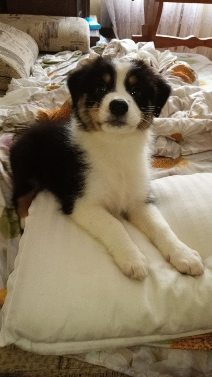 Рыся. BLGKV питомник собак