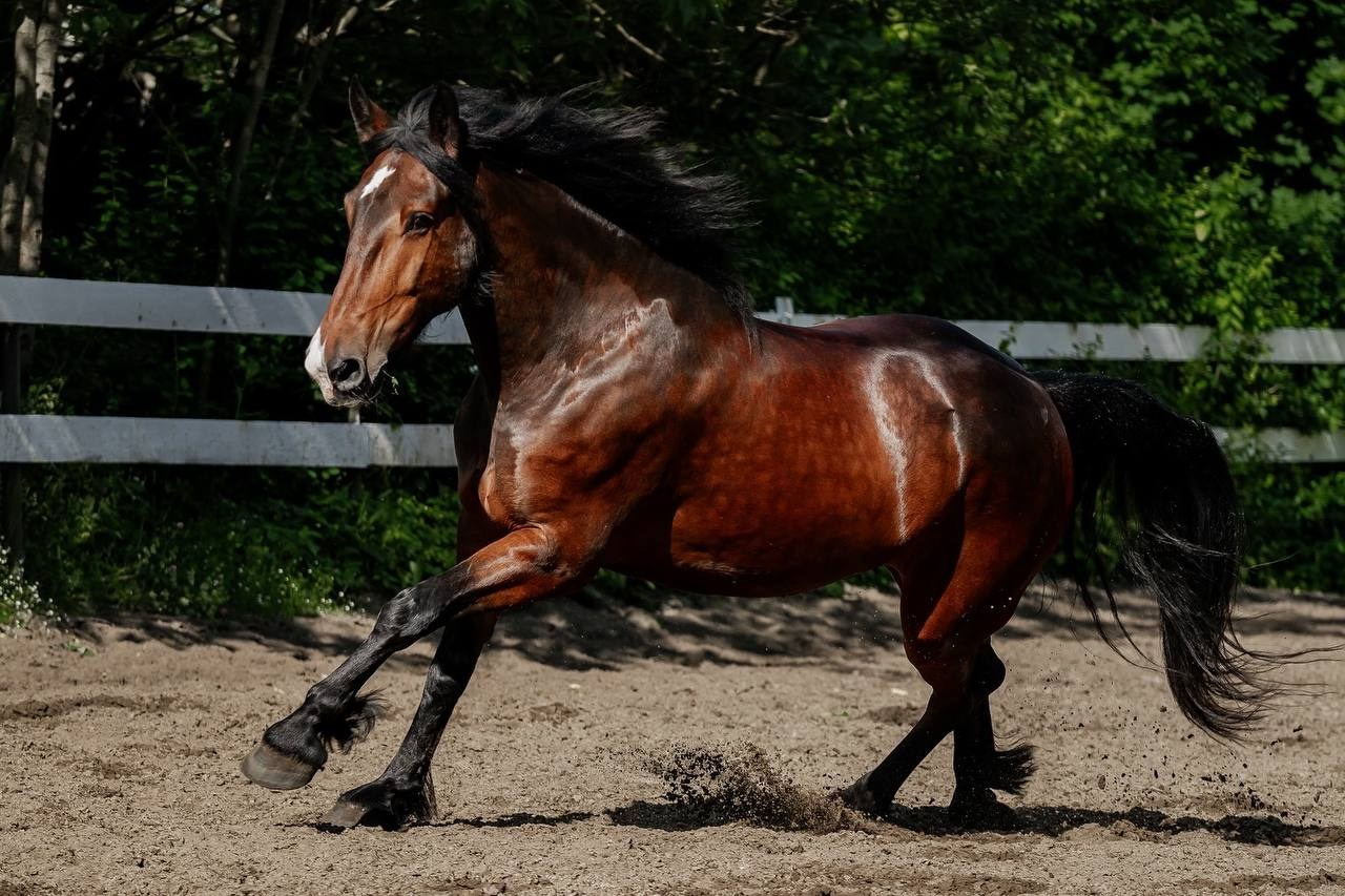 Нюра летом бегал. Куракина Дарья • Конный фотограф