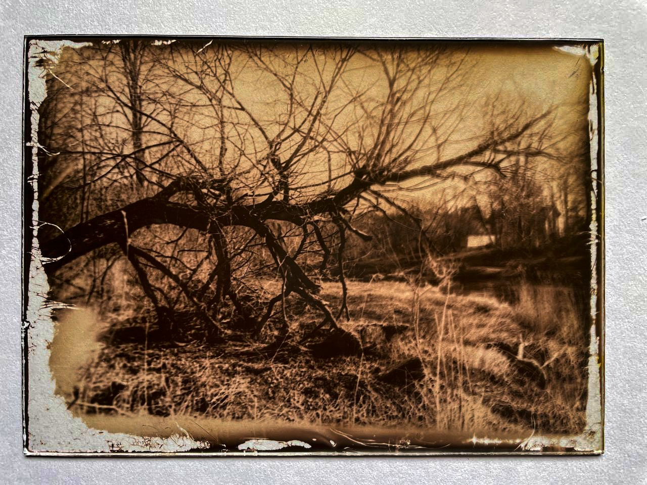 Lith prints. Darkroom aesthetics