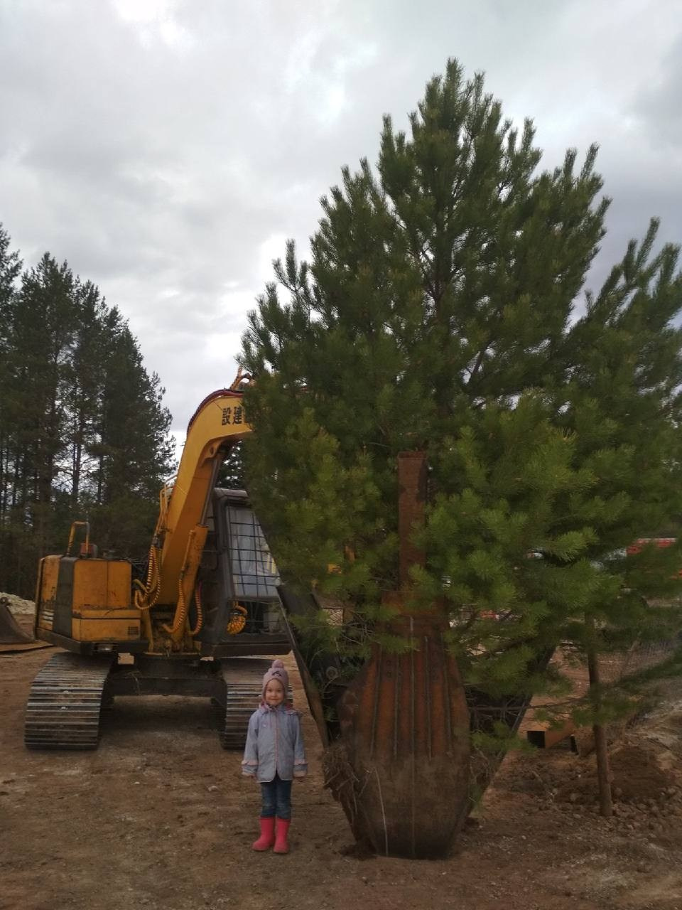 Живые фото пересадчиков. Пересадчик деревьев МД