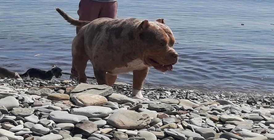 купить щенка Американский булли в Нижнем Новгороде