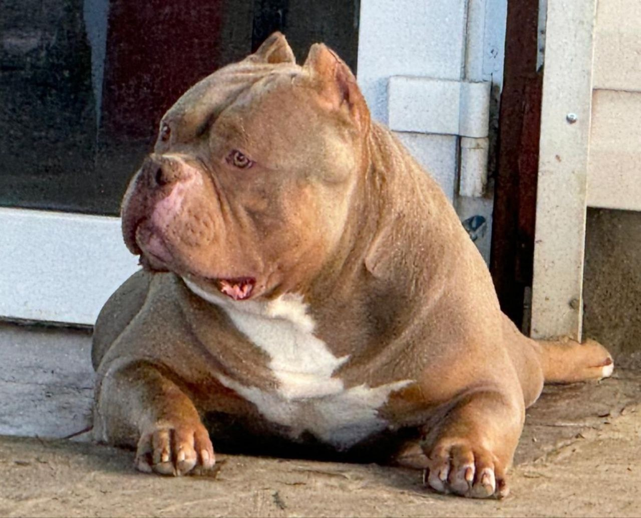 купить американский булли в краснодаре