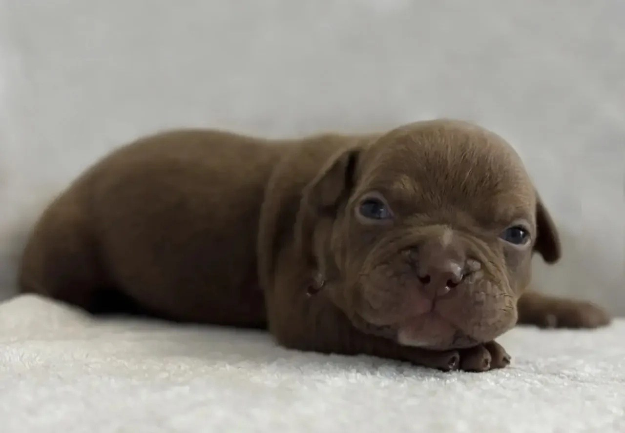 Щенки Американский булли. ПИТОМНИК СОБАК ПОРОДЫ АМЕРИКАНСКИЙ БУЛЛИ