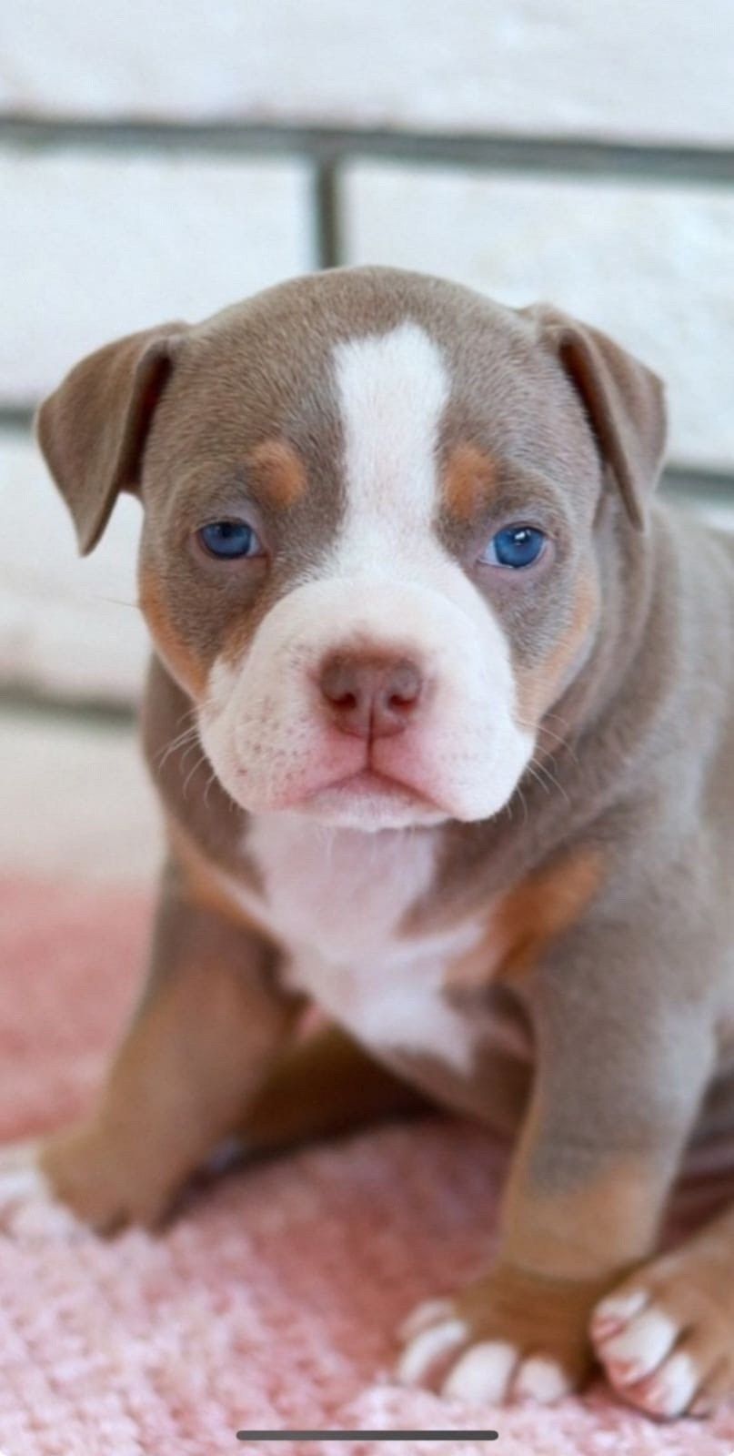 Дети Вениамина. ПИТОМНИК СОБАК ПОРОДЫ АМЕРИКАНСКИЙ БУЛЛИ