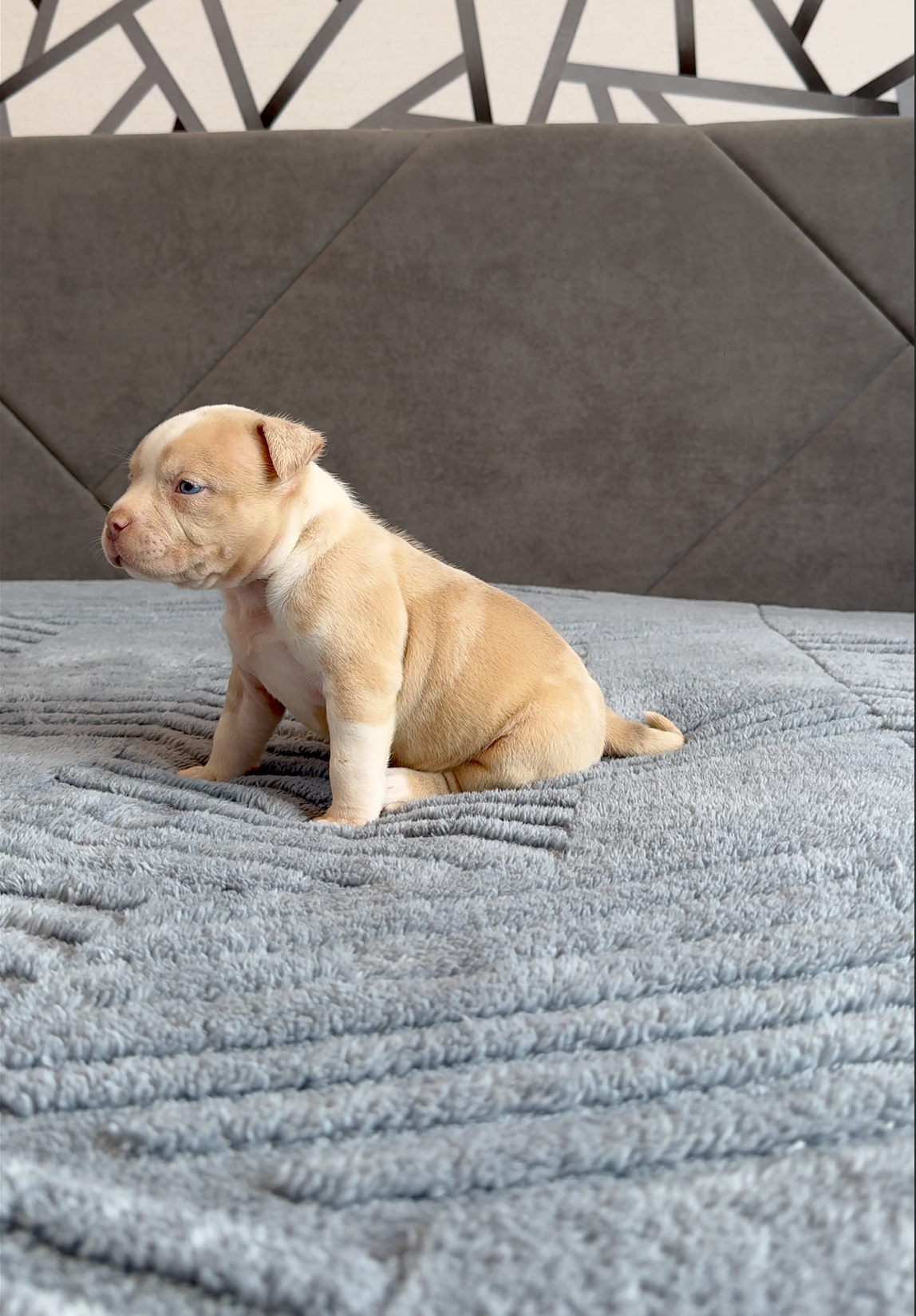 Свободные щенки Американский Булли, в типах покет, классик, стандарт. Американский Булли в г. Ростов-на-Дону. Питомник THE POWER OF SIBERIA