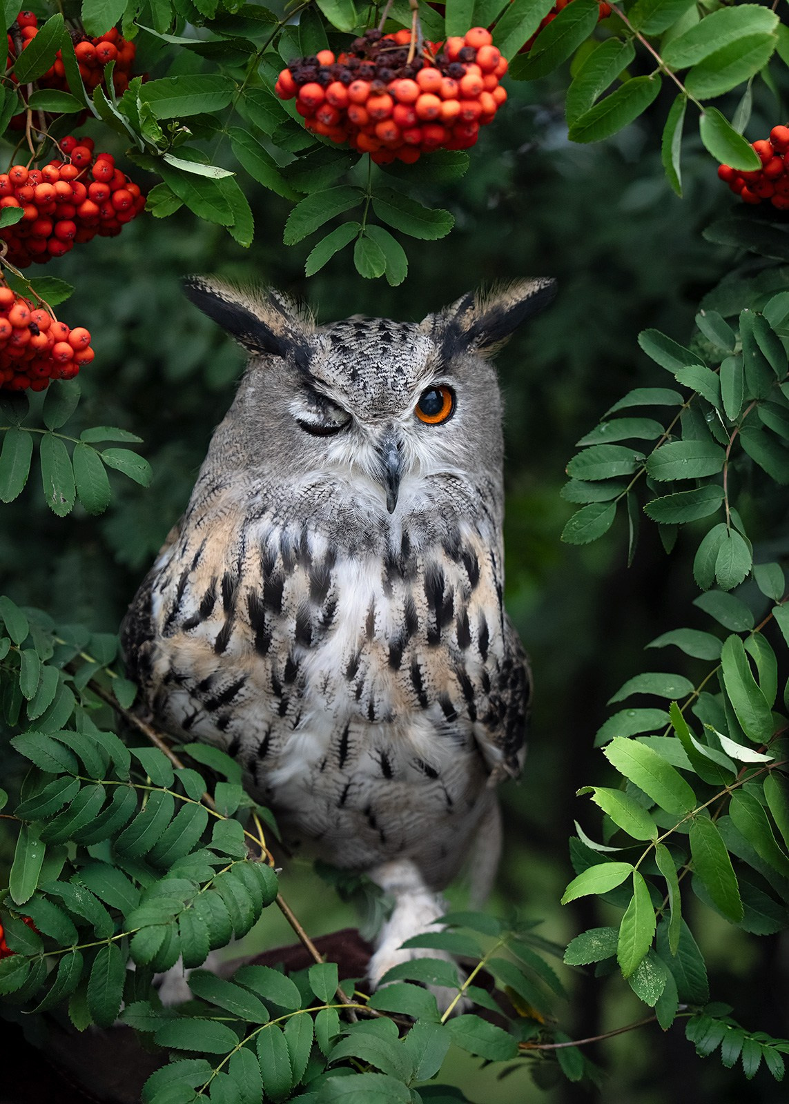 Птицы (коллекция). Фотограф Владимир Остапенко