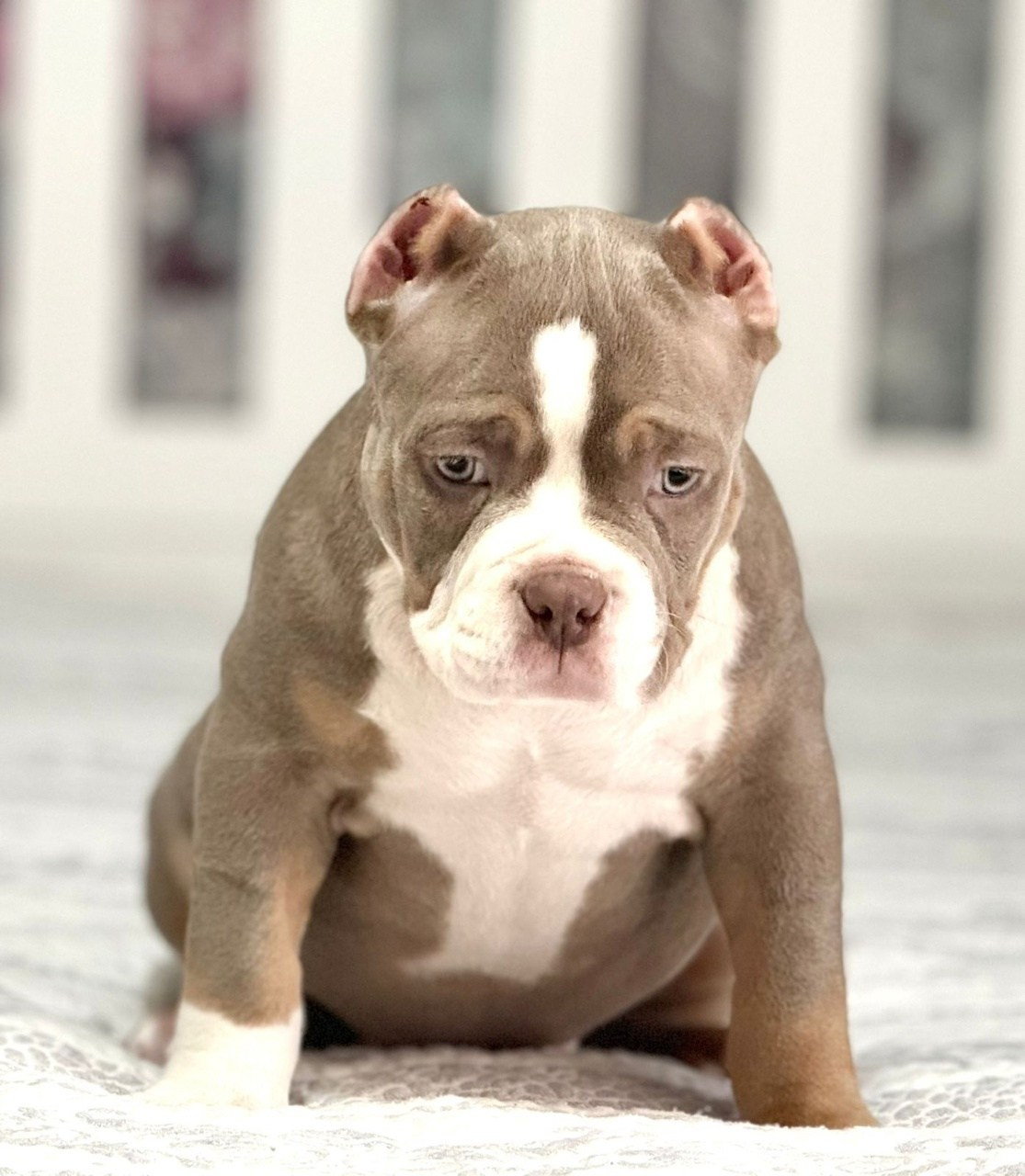 официальный питомник American Bully в Архангельске