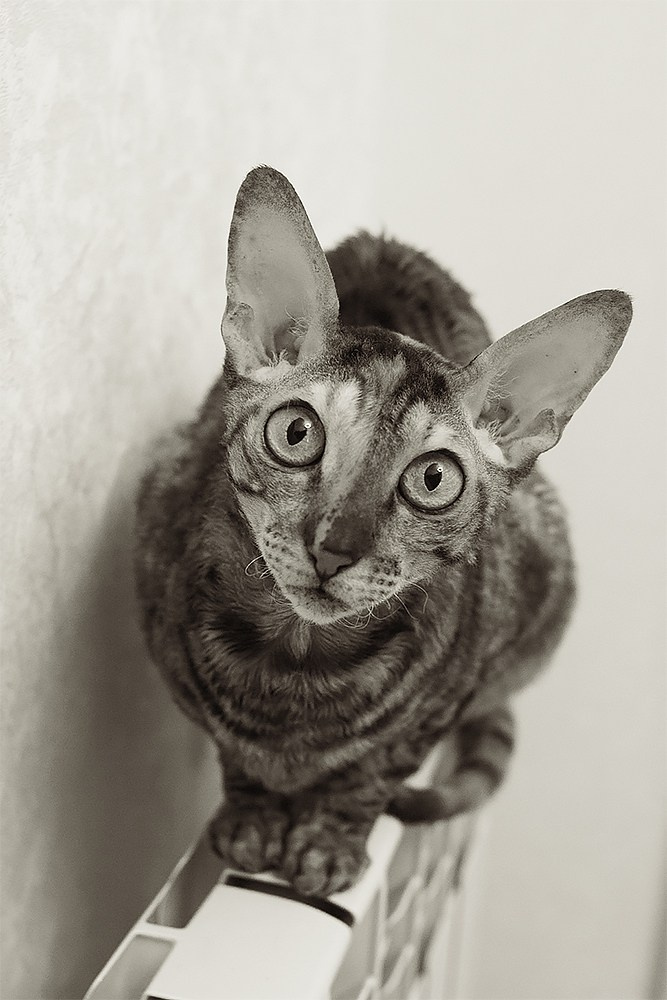 Домашняя зимняя фотосессия. Детский и семейный фотограф, фотограф мероприятий Нижний Новгород