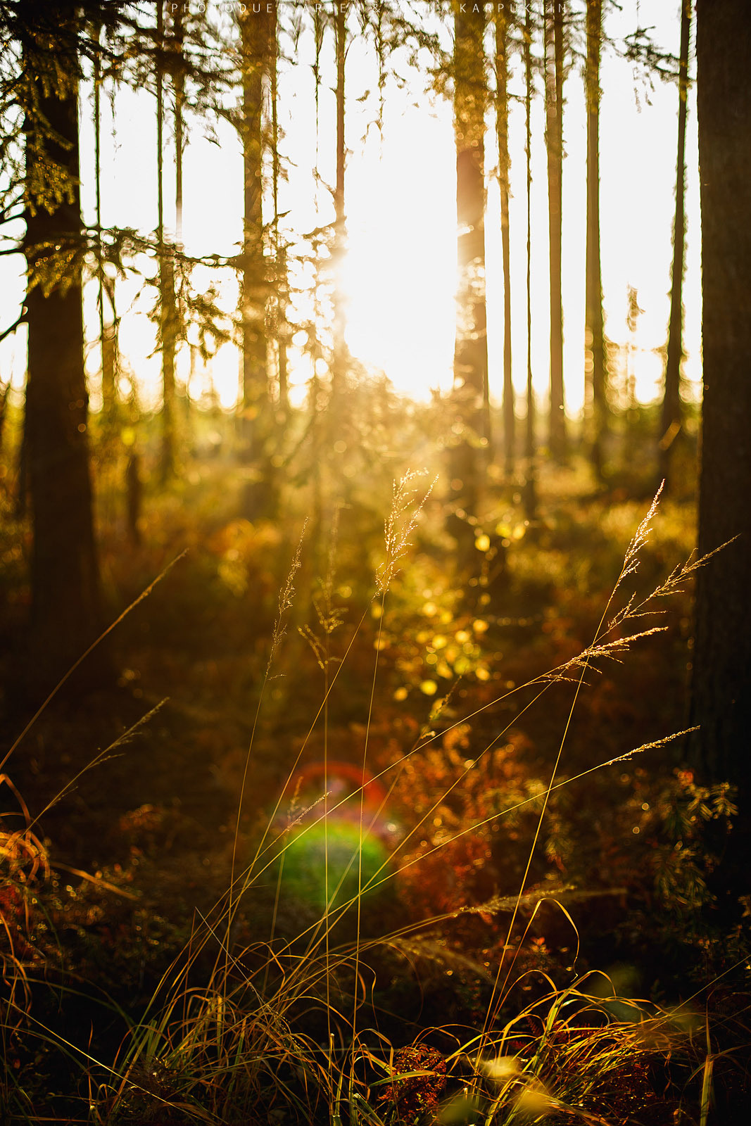 Светлая история милых людей. Алексей и Катя Севидовы. 2015. Фотограф городских и семейных событий Артем Карпухин