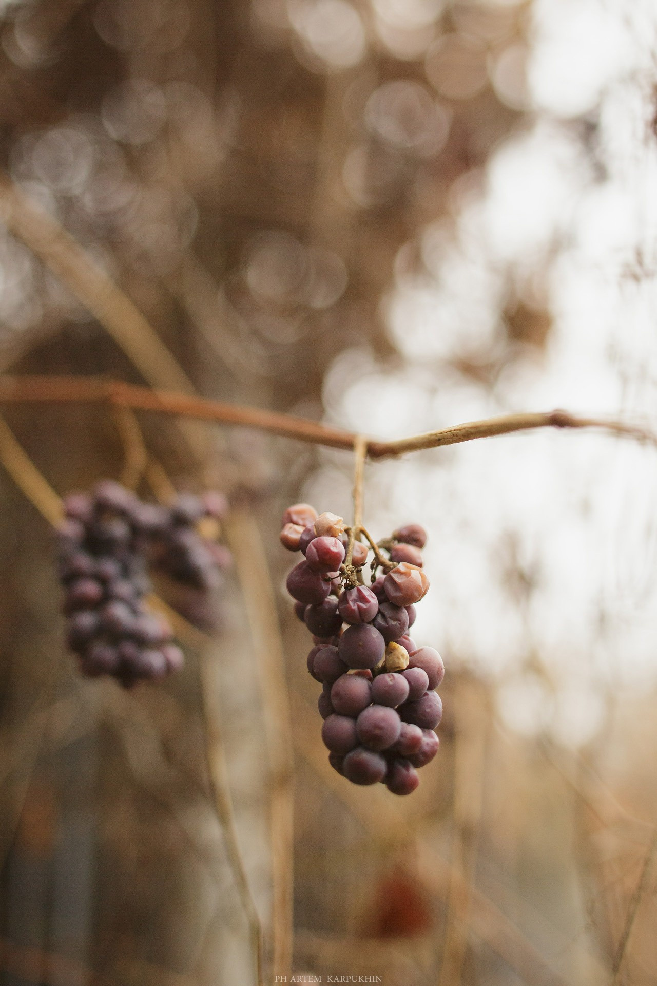 КостяВика осень 2017. Свадебный день. Фотограф городских и семейных событий Артем Карпухин
