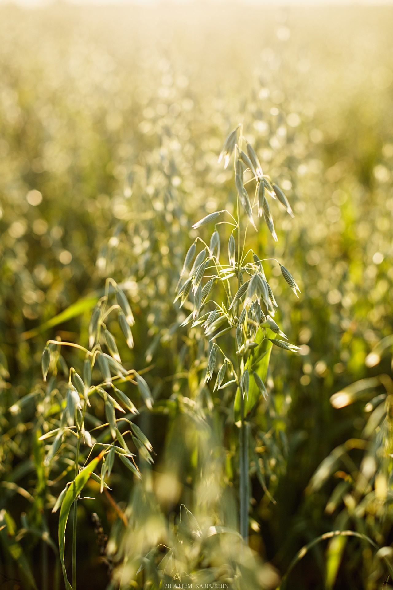 Летняя прогулка с Леной. Июль 2019. Фотограф городских и семейных событий Артем Карпухин