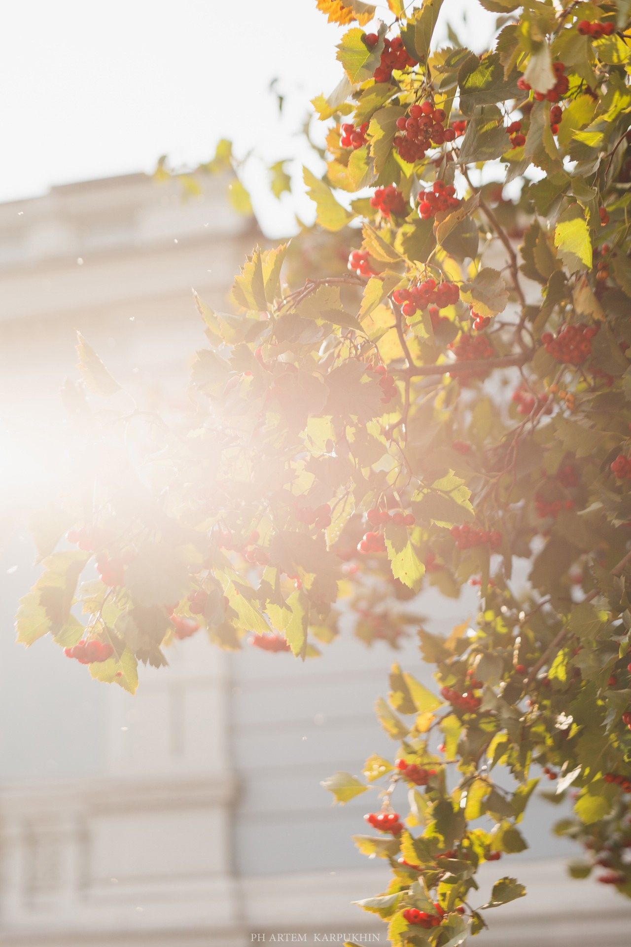 Никита и Ксения. Свадьба. Сентябрь 2018. Фотограф городских и семейных событий Артем Карпухин