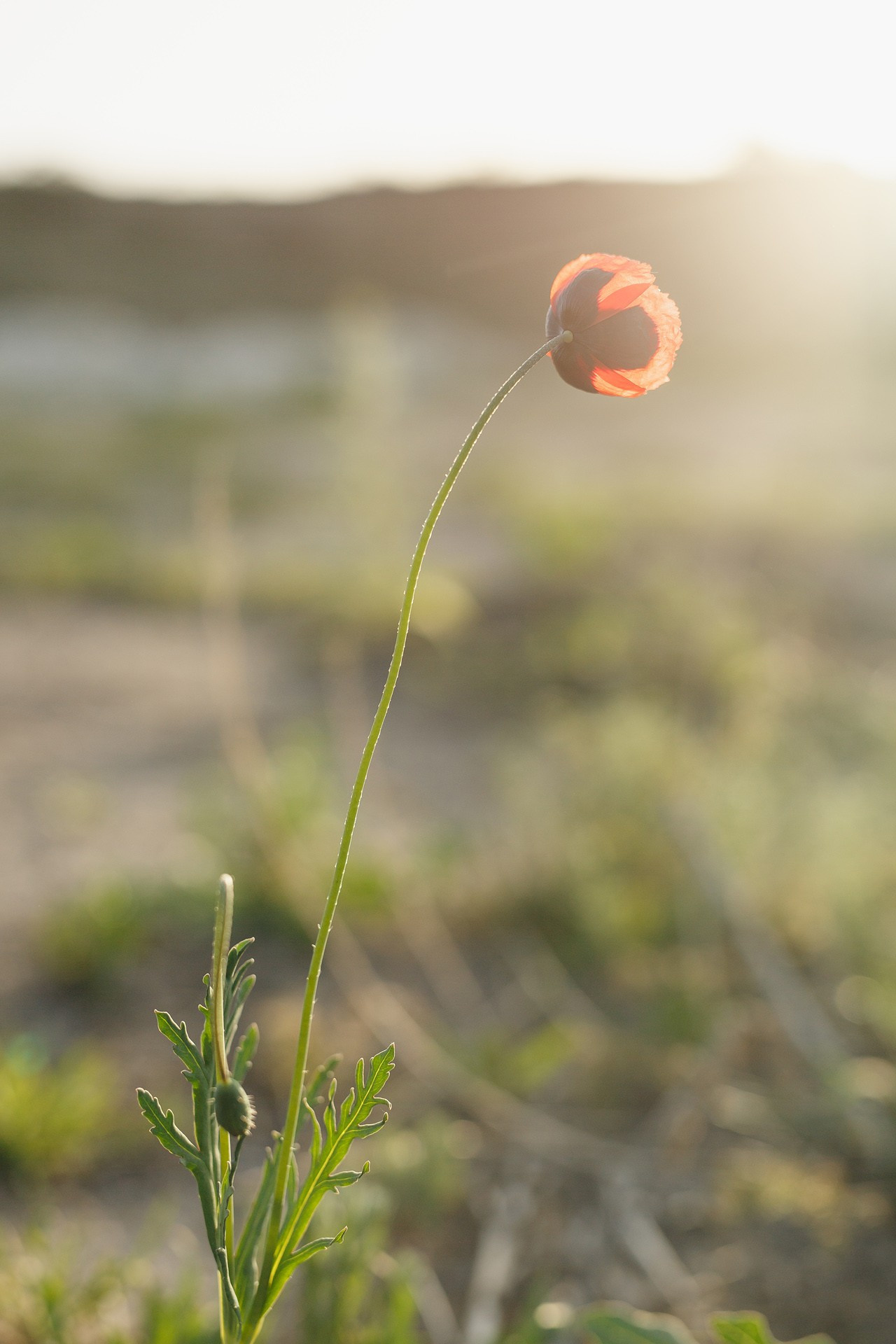 Каппадокия Турция. Свадебная фотосессия Саши и Кати. Фотограф городских и семейных событий Артем Карпухин