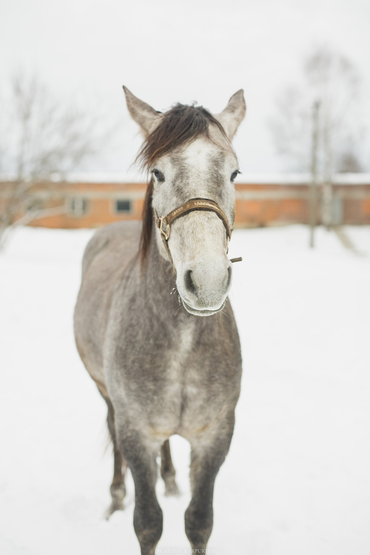 Артем и Алина. Свадебный день в Муроме зима 2018. Фотограф городских и семейных событий Артем Карпухин