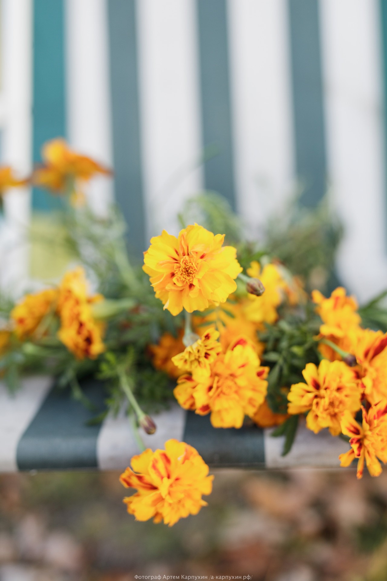 Пикник на краю осени. Коля и Женя. Октябрь 2016. Фотограф городских и семейных событий Артем Карпухин