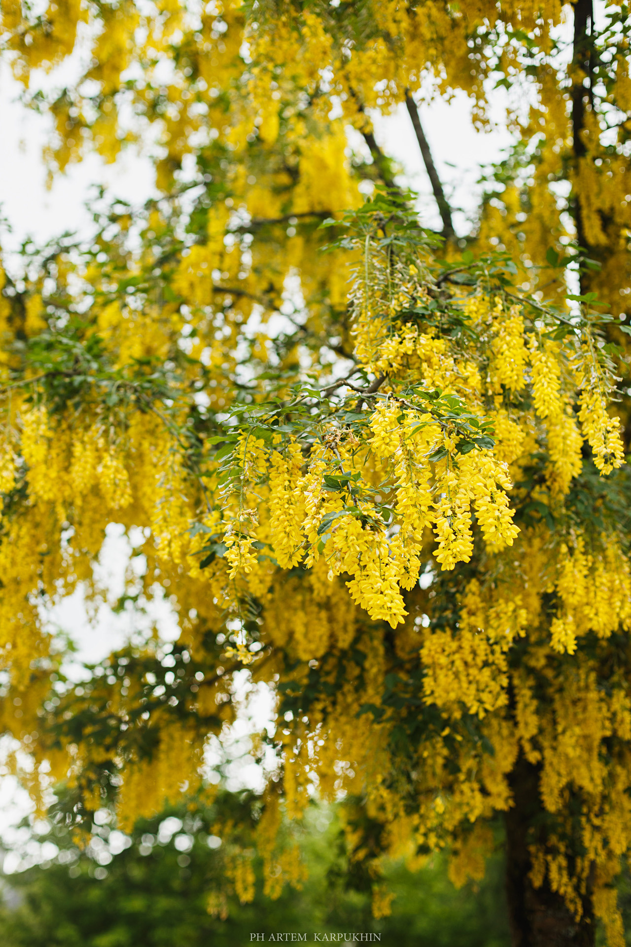 Норвегия. День 2. Bergen. Июнь 2019. Фотограф городских и семейных событий Артем Карпухин