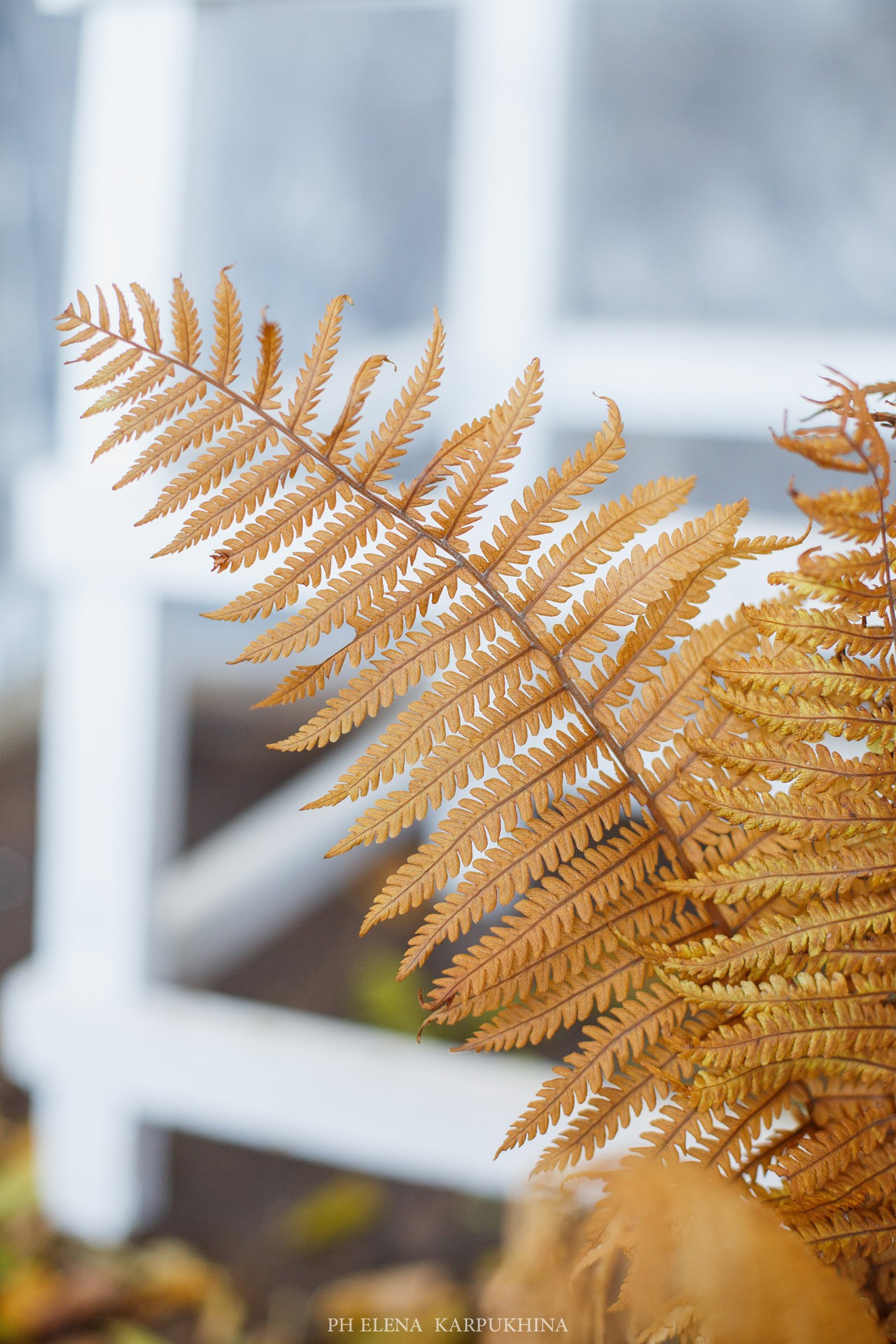 Сны Осени. Фотограф городских и семейных событий Артем Карпухин