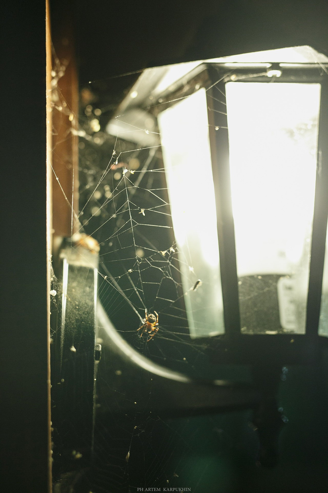 Вадим и Алена. Свадьба в Максимовке. Фотограф городских и семейных событий Артем Карпухин