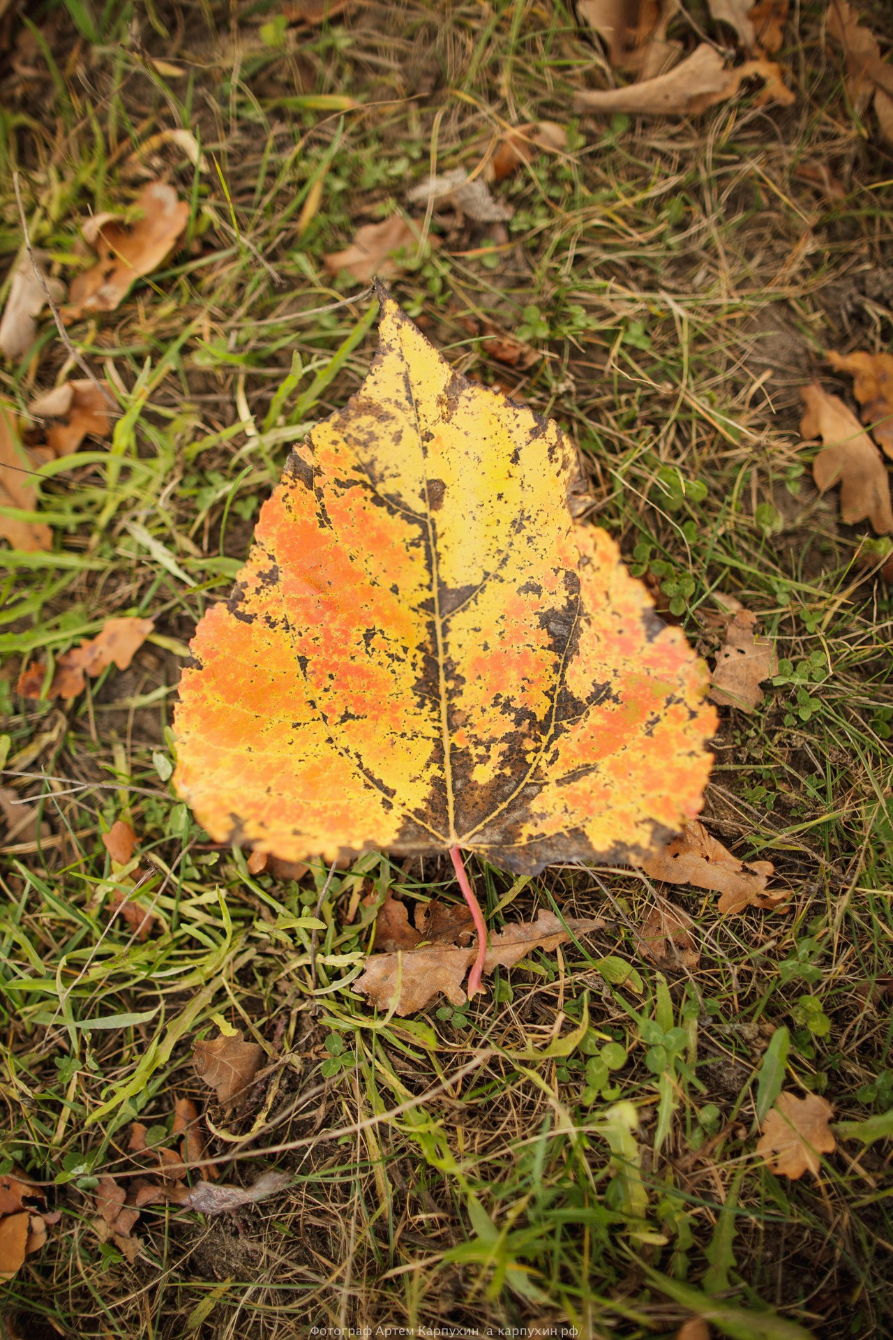 Пикник на краю осени. Коля и Женя. Октябрь 2016. Фотограф городских и семейных событий Артем Карпухин