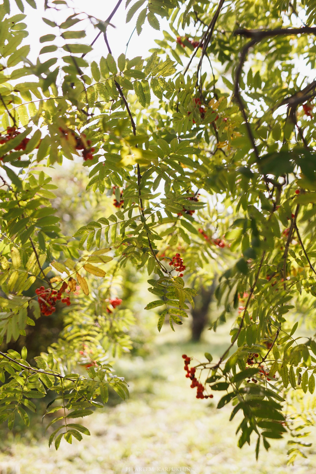Никита и Ксения. Свадьба. Сентябрь 2018. Фотограф городских и семейных событий Артем Карпухин