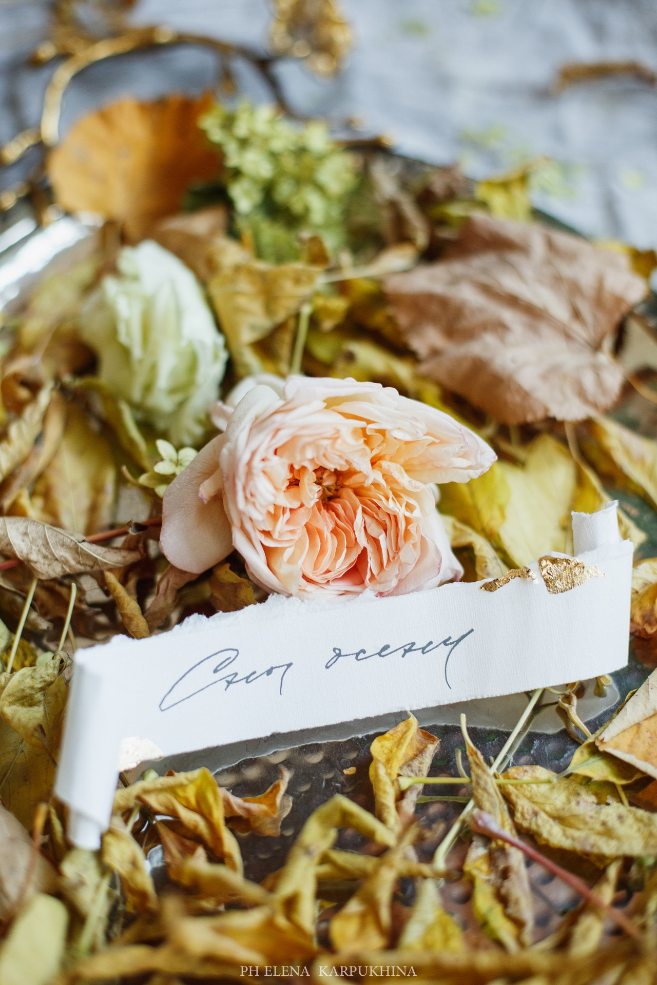Сны Осени. Фотограф городских и семейных событий Артем Карпухин