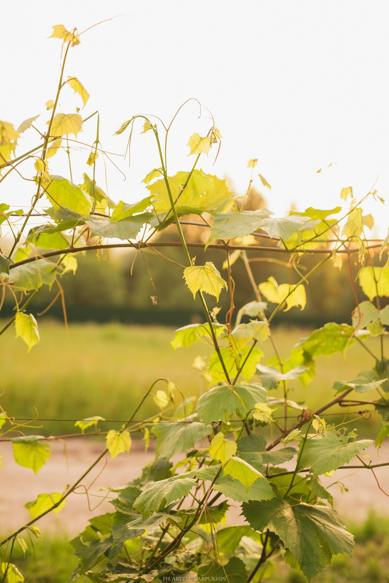Юрий и Елена, свадебный день, июль 2017, парк-отель Перемиловы горы. Фотограф городских и семейных событий Артем Карпухин