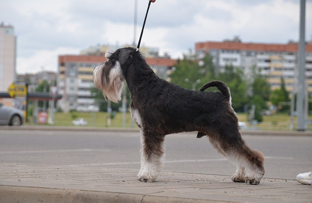 Зефир/ Delinso Balance Zyphеr. Питомник цвергшнауцеров в Беларуси «Делинсо Бэлэнс»