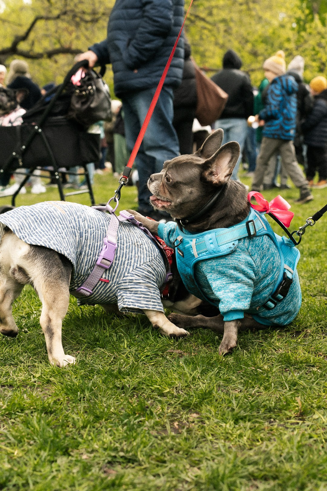 Парад Бульдогов. Axenov_eugene