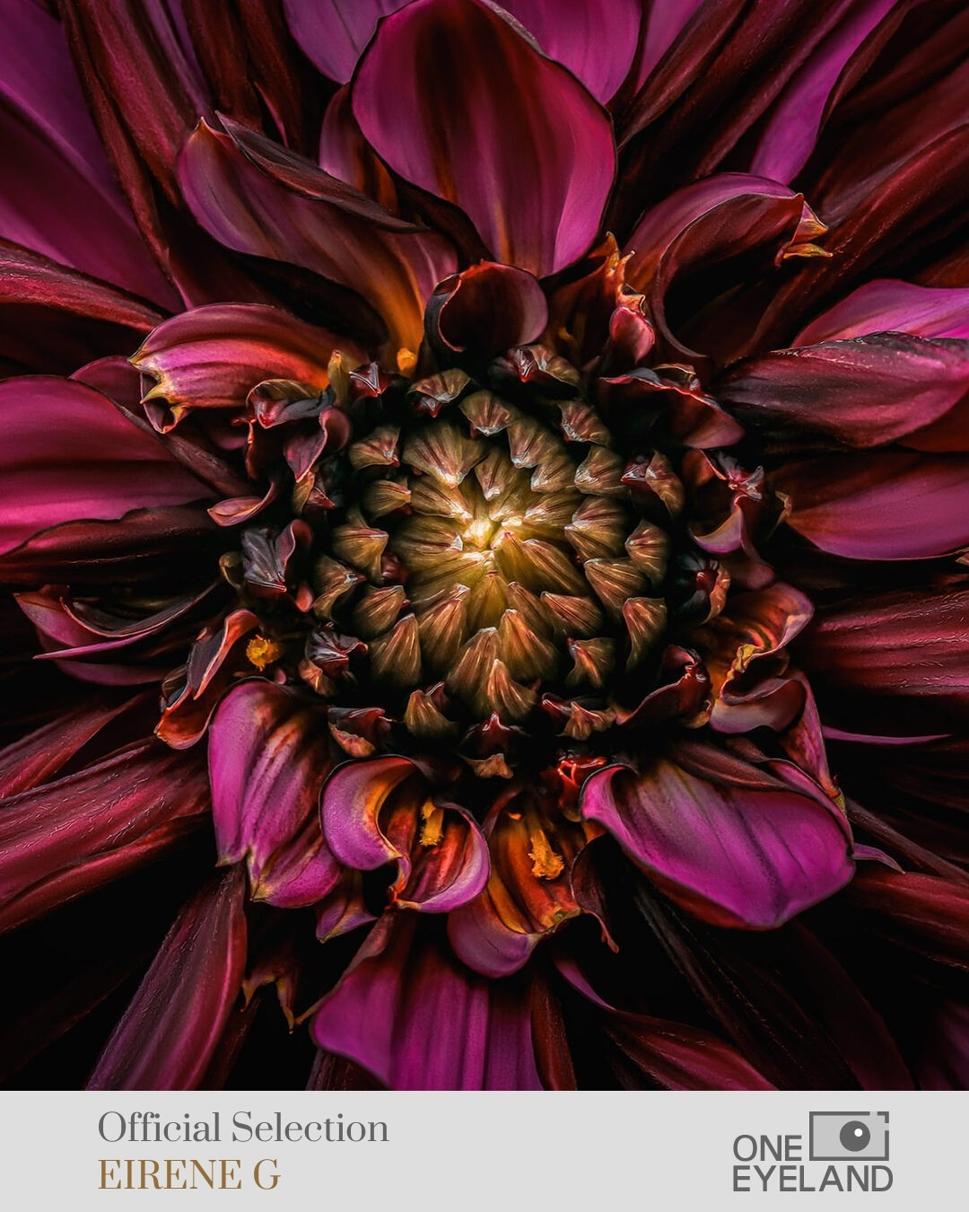 ONEEYELAND GALLERY. Eirene G |  Photoartist | Flowers from my garden