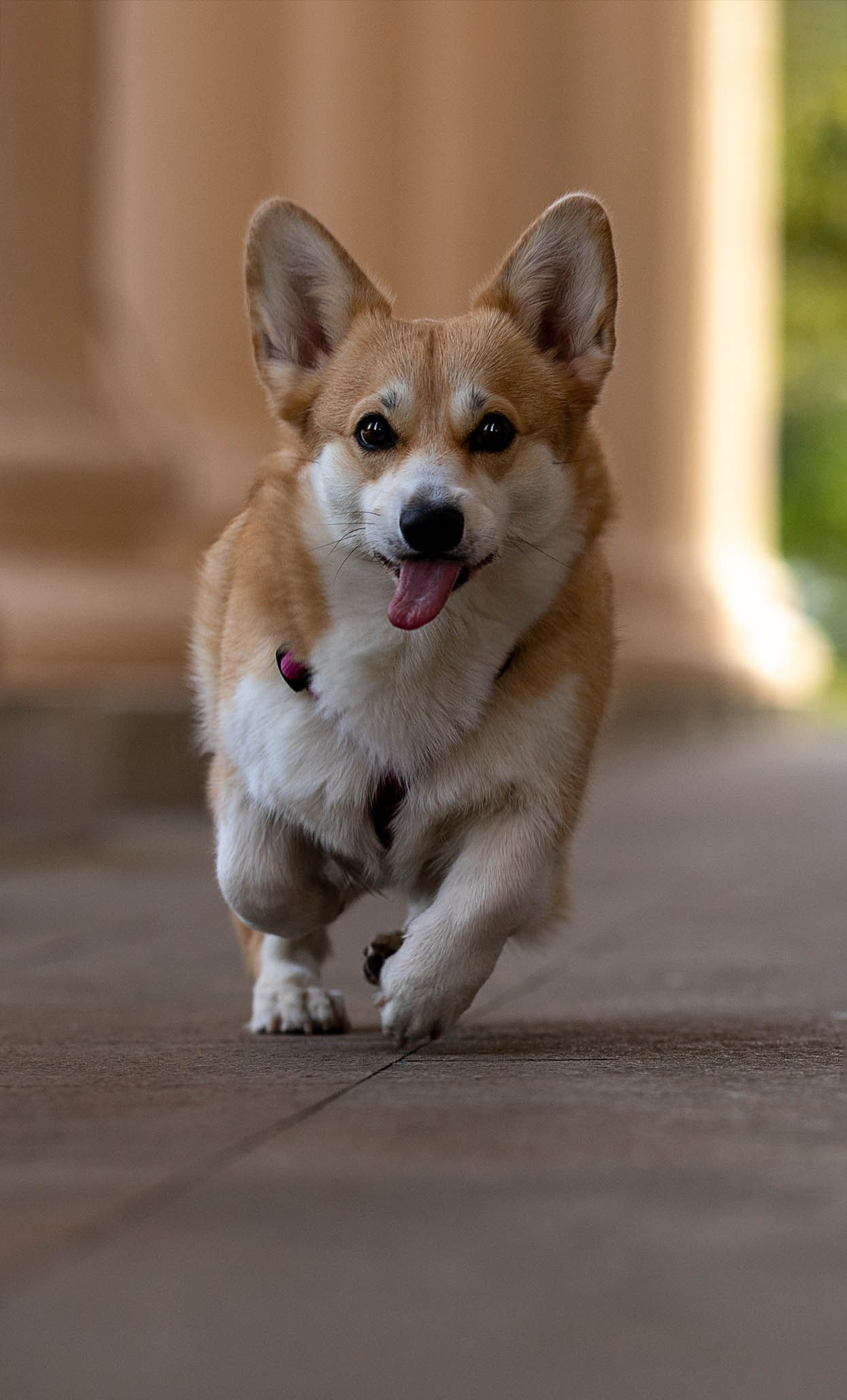 Лиса и Деви, корги. Ирина Голомб|Фотограф-анималист в  Сочи и Калининграде