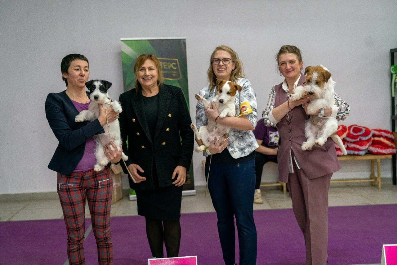 LOVELY-ORANGE POKER. Lovely-Orange питомник джек рассел терьеров