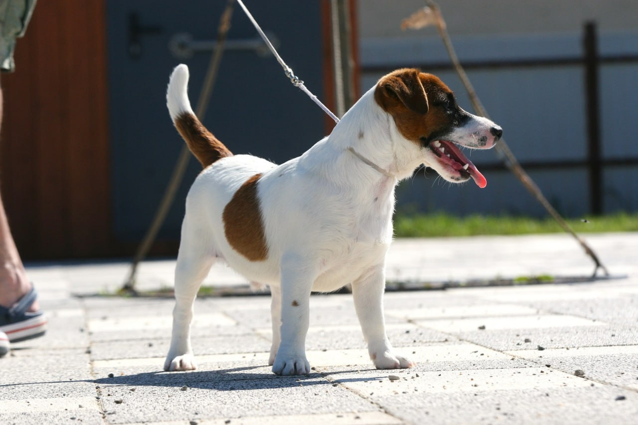 ADM'S DOGS GATSBY FOR LOVELY ORANGE. Lovely-Orange питомник джек рассел терьеров