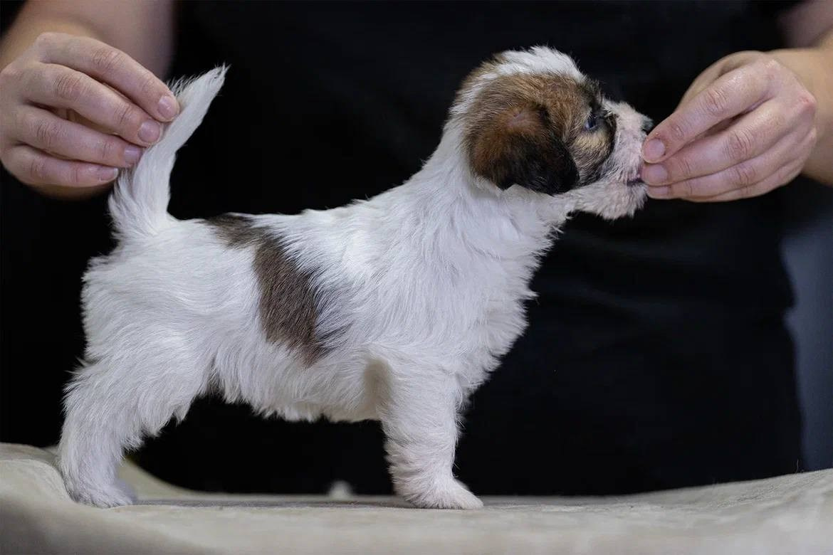 Сука 1. Lovely-Orange питомник джек рассел терьеров