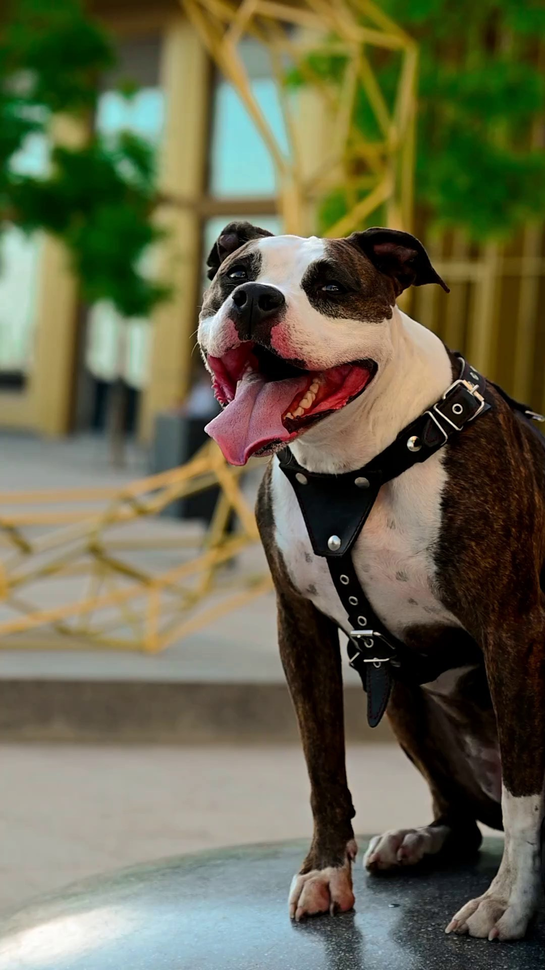Фотограф в Санкт-Петербурге Александра Ладыгина