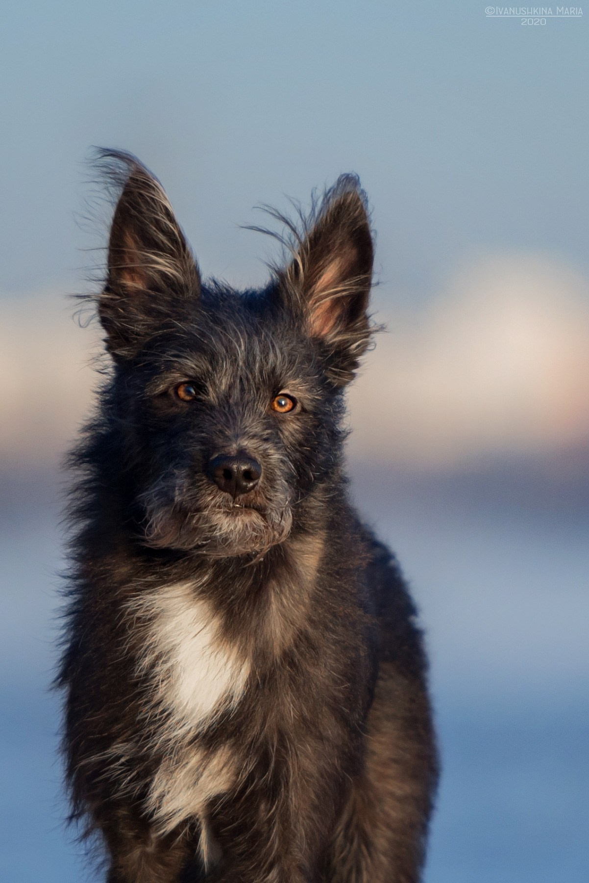 Фотограф-анималист. Фотограф собак в Москве и Московской области Иванушкина Мария