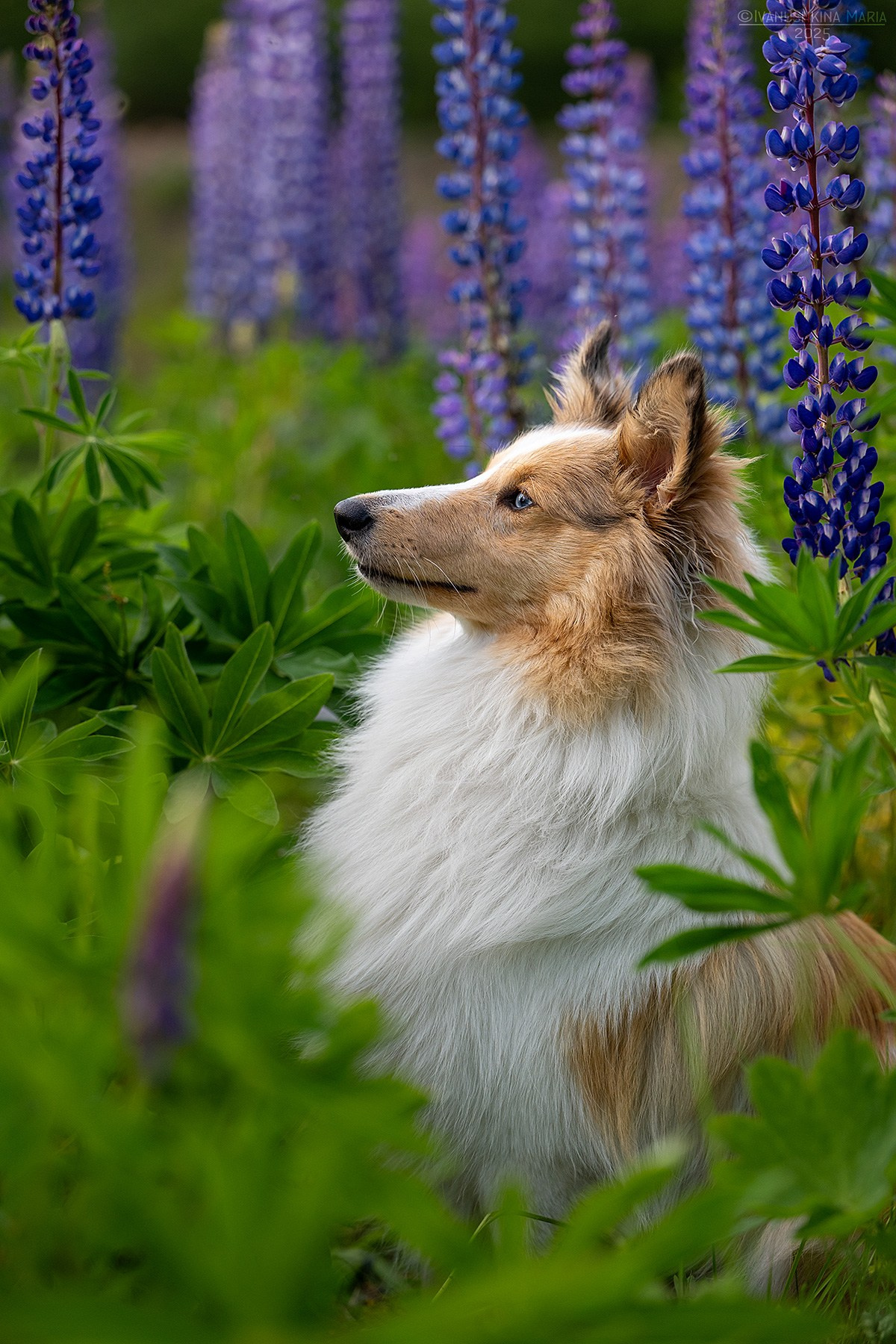 Фотограф-анималист. Фотограф собак в Москве и Московской области Иванушкина Мария