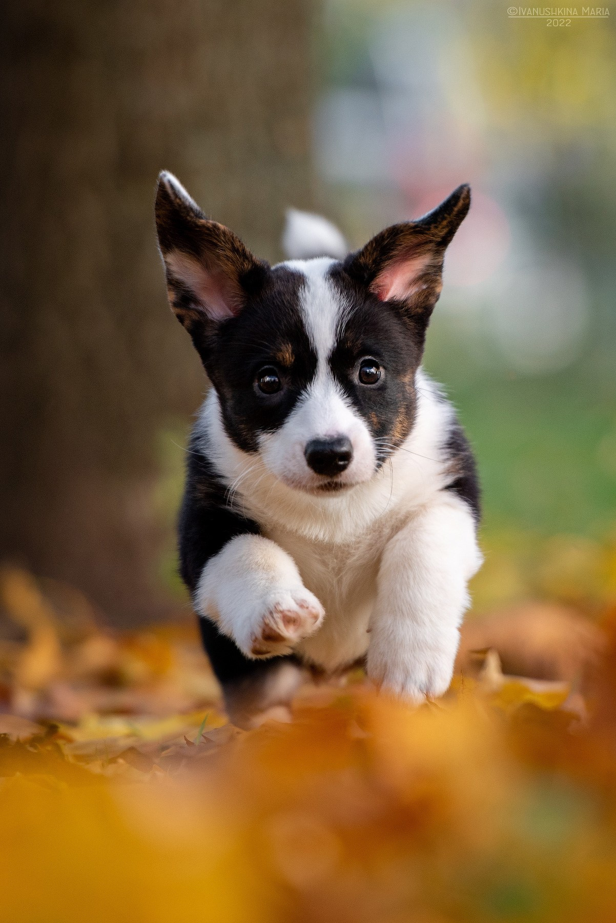 Фотосессия щенков на продажу. Фотограф собак в Москве и Московской области Иванушкина Мария