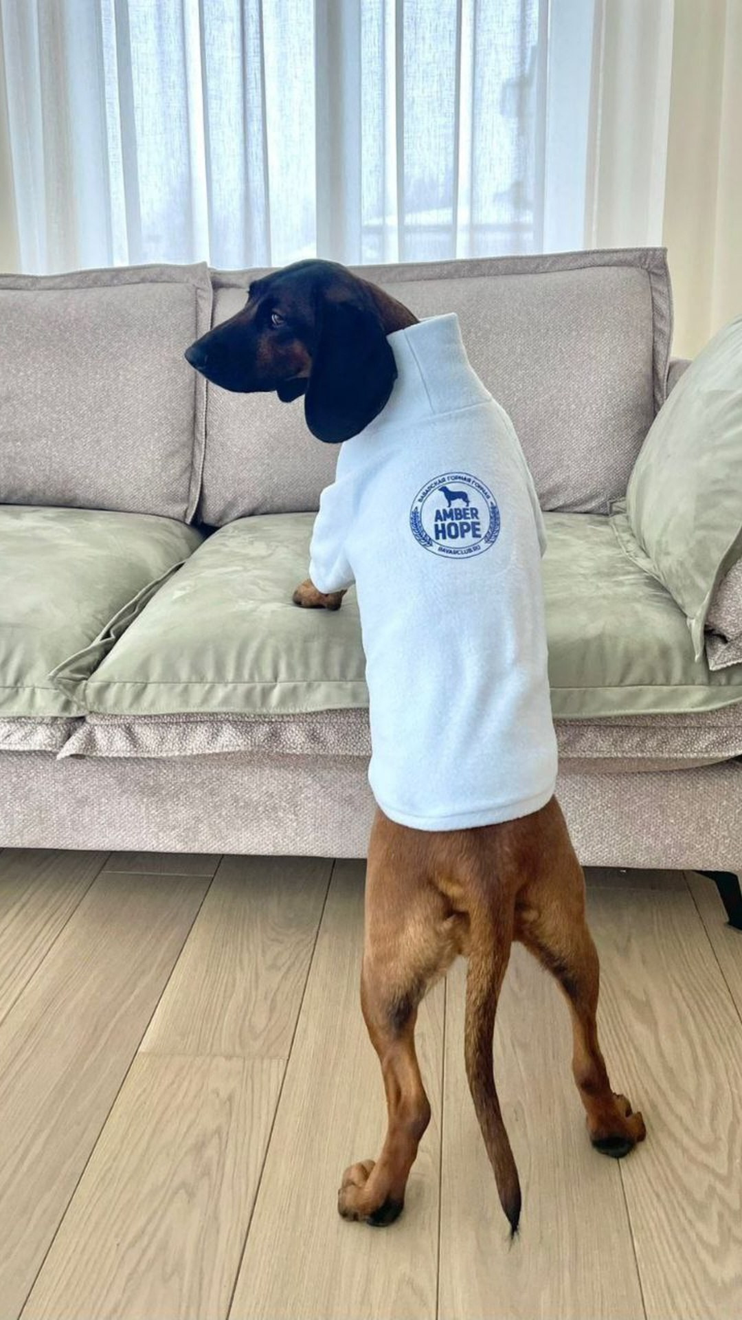 Лого для питомника баварских гончих AMBER HOPE. Lana Photo Design