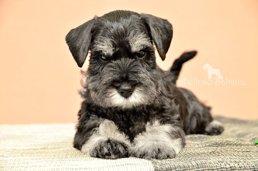 питомник цвергшнауцеров купить щенка цвергшнауцера делинсо бэлэнс 