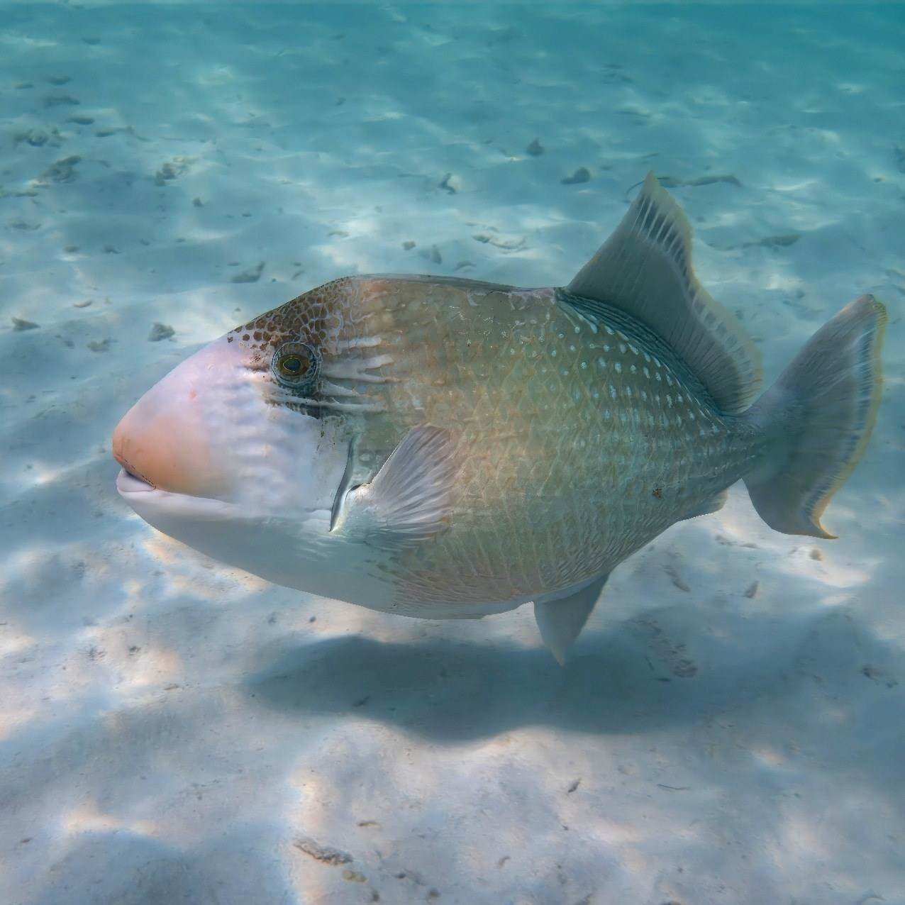 Мне посмотреть. Рыбов показываю