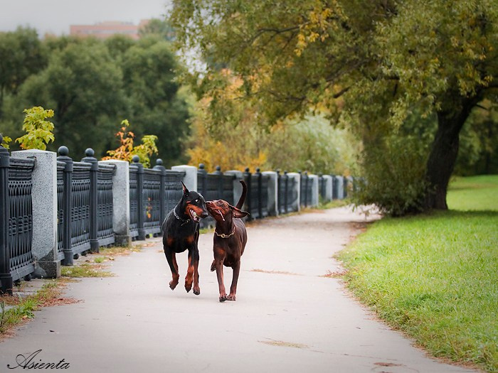 Собаки. Фотограф-анималист в Москве и МО Самойлова Марина