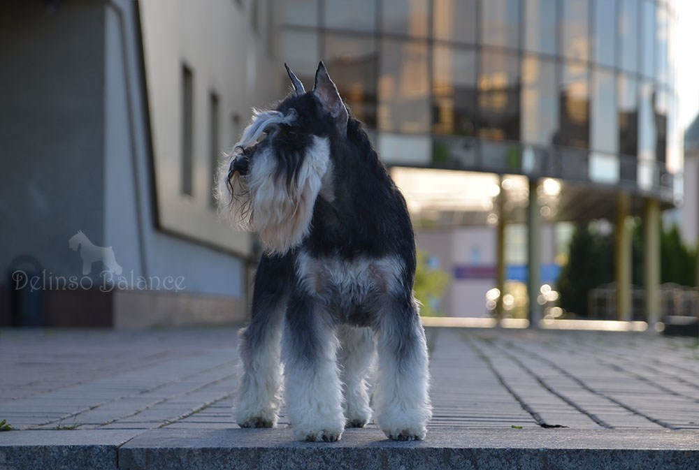 Арчи/Delinso Balance Archibald. Питомник цвергшнауцеров в Беларуси «Делинсо Бэлэнс»