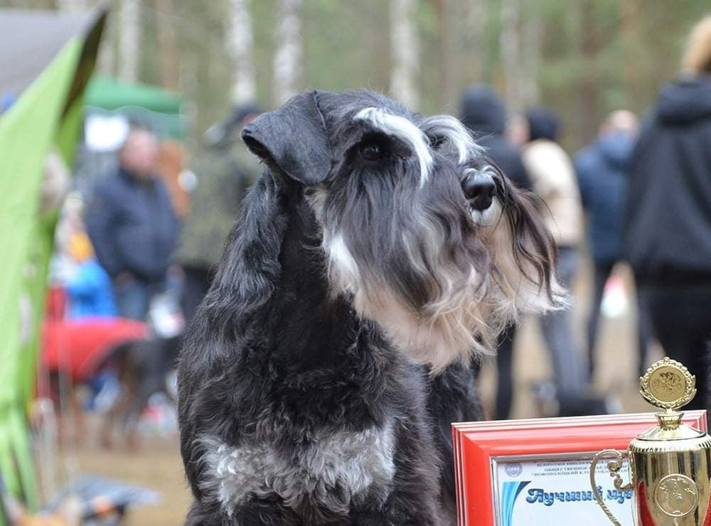 Питомник Делинсо Бэлэнс, щенки цвергшнауцера, купить щенка цвергшнауцера, питомник цвергшнауцеров, кобель цвергшнауцера для вязки, щенок цвергшнауцера, питомник цвергшнауцеров, черный с серебром, цверг, лучший питомник в беларуси