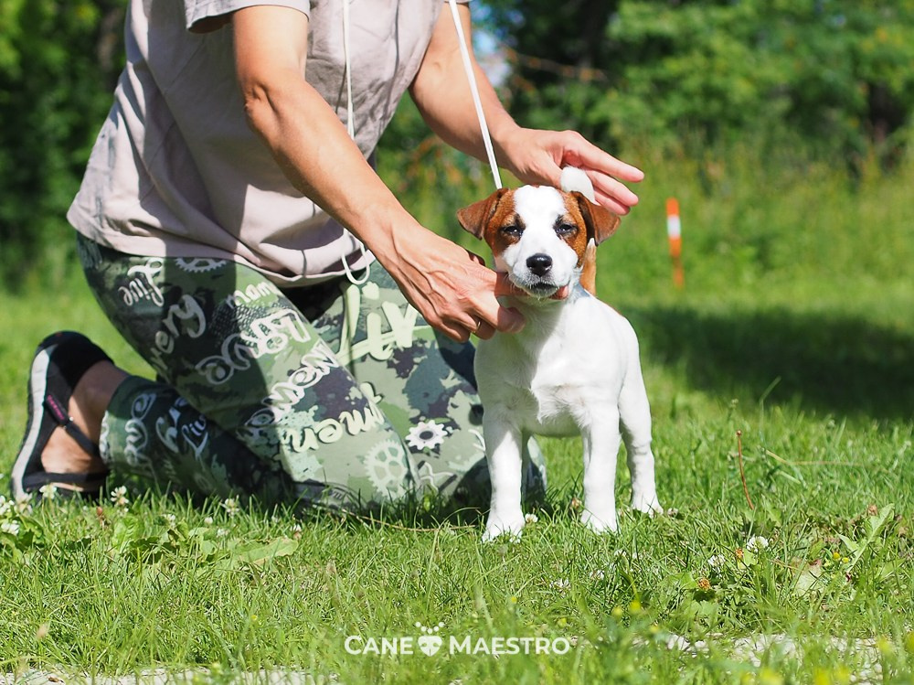 Щенок Джек-рассел-терьер. КМ ФЕРИТЕЙЛ. Гладкий джек рассел. Девочка№1. КАНЕ МАЭСТРО — питомник Джек рассел терьеров