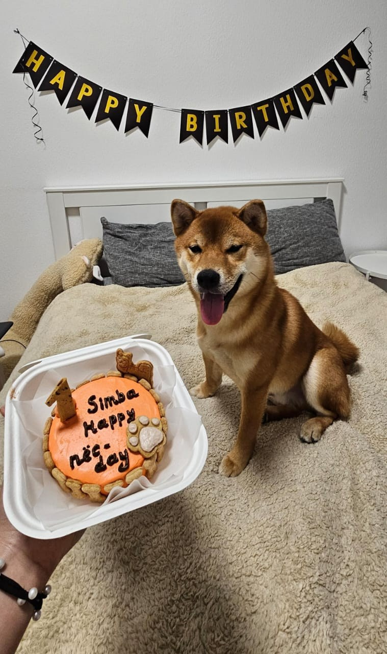 Сиба RUBYLIGHT Taddeus питомник Рубилайт 